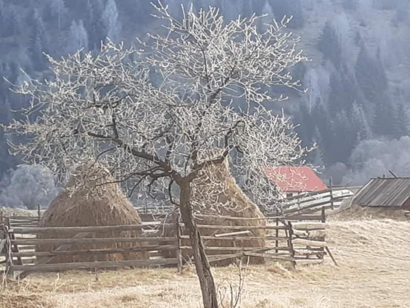 Pensiunea Floarea Dornei Şarul Dornei Exterior foto