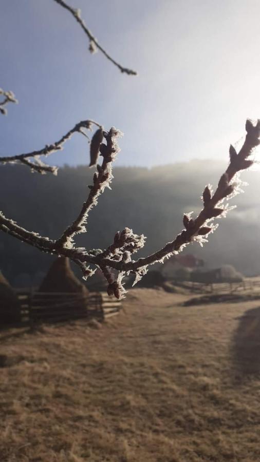 Pensiunea Floarea Dornei Şarul Dornei Exterior foto